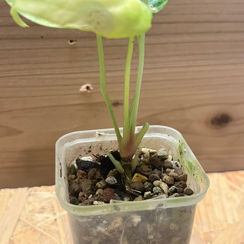 アンスリウム クラリネルビウム 斑入り | GREEN LUCK