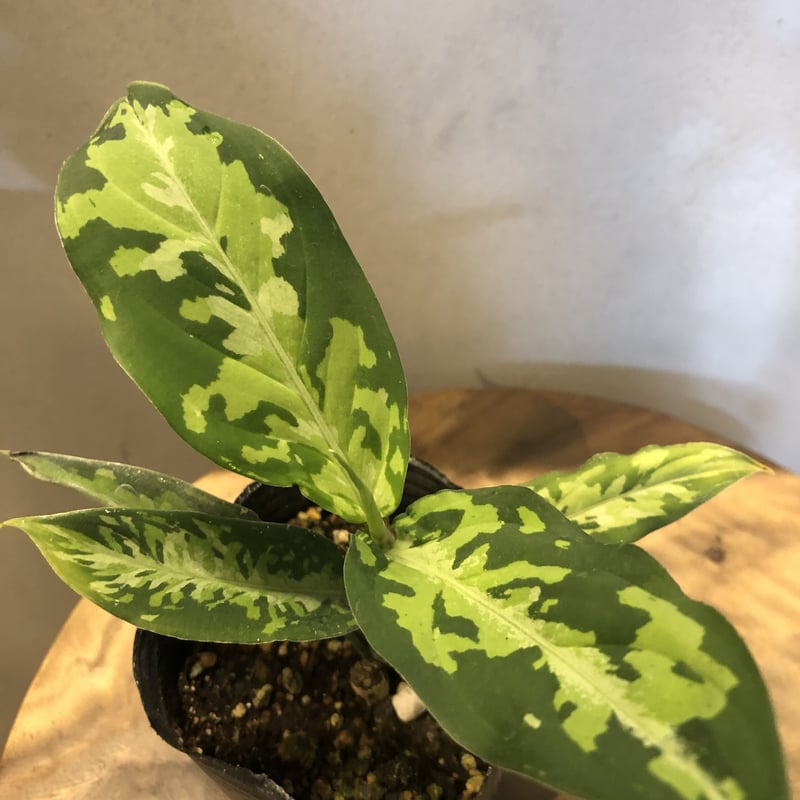 アグラオネマ ピクタム トリカラー エウレカ 札付き アグラオネマ ピクタム トリカラー エウレカタイプ | GREEN LUCK