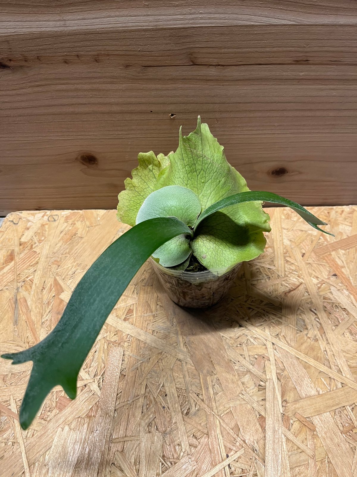 ビカクシダ スノーホワイト | GREEN LUCK