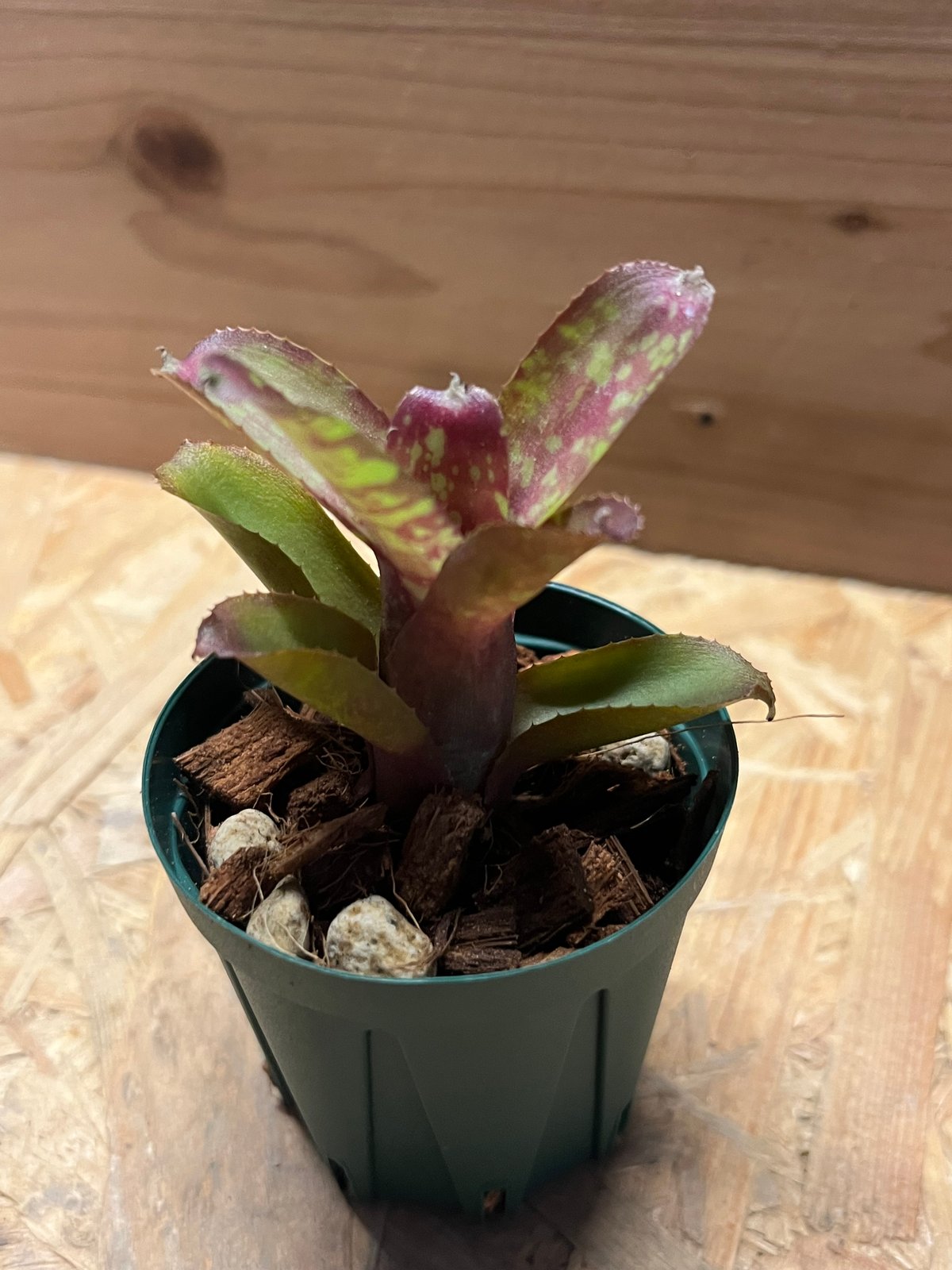 ネオレゲリア サクラ | GREEN LUCK