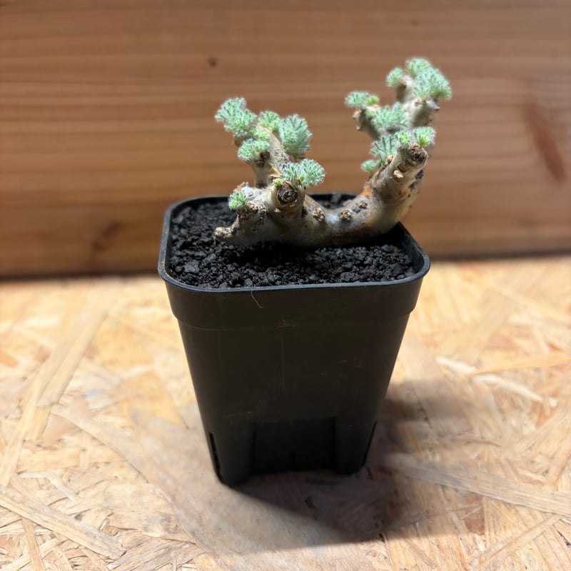 モンソニア ムルチフィダ | GREEN LUCK