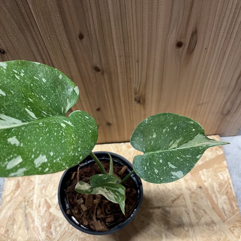 斑入りモンステラ イエローモンスター 5 | GREEN LUCK