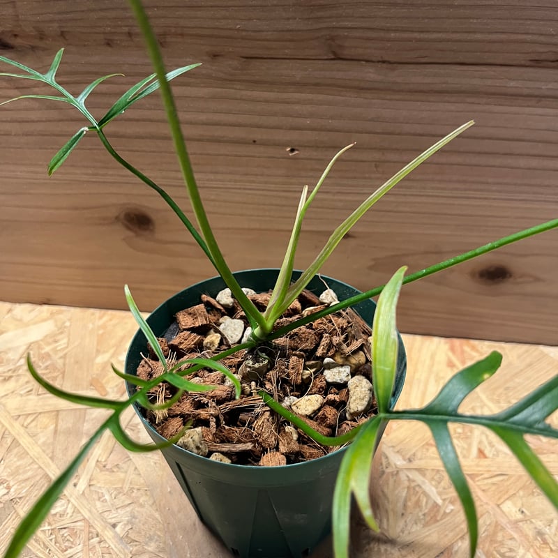 43 フィロデンドロン　ポリポディオイデス　希少　レア フィロデンドロン ポリポディオイデス | GREEN LUCK