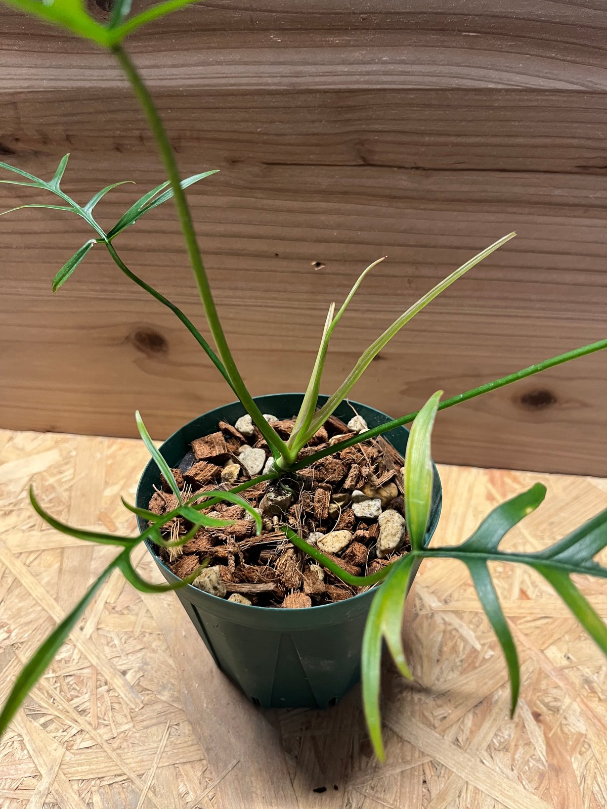 43 フィロデンドロン　ポリポディオイデス　希少　レア 43 フィロデンドロン ポリポディオイデス 希少 レア - メルカリ