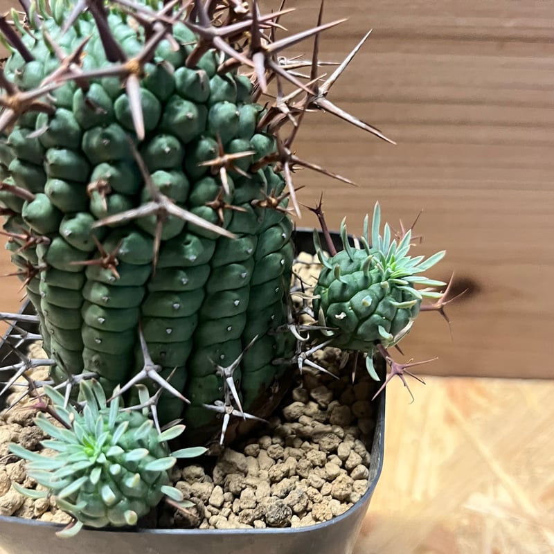 '極太 特大\" 親株 ユーフォルビア ステリスピナ 群生冠 ユーフォルビア ステリスピナ群星冠 | STELLA.PLANTS