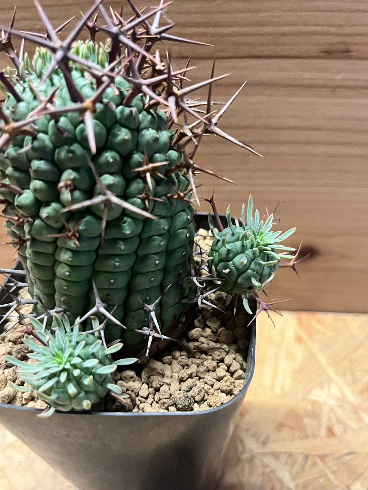 ユーフォルビア・群星冠 ステリスピナ 群生 ユーフォルビア ステリスピナ 群星冠 | GREEN LUCK