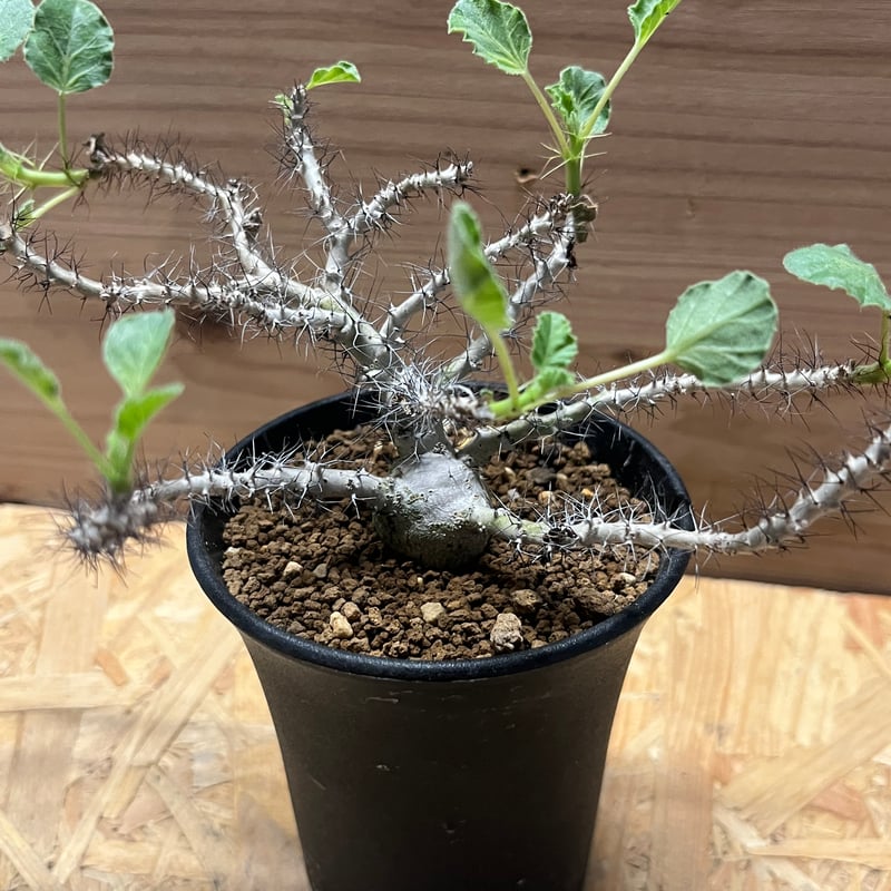 Ramat Planter #237 × ヤトロファ マルギナータ Ramat Planter #237 × ヤトロファ マルギナータ Jatropha