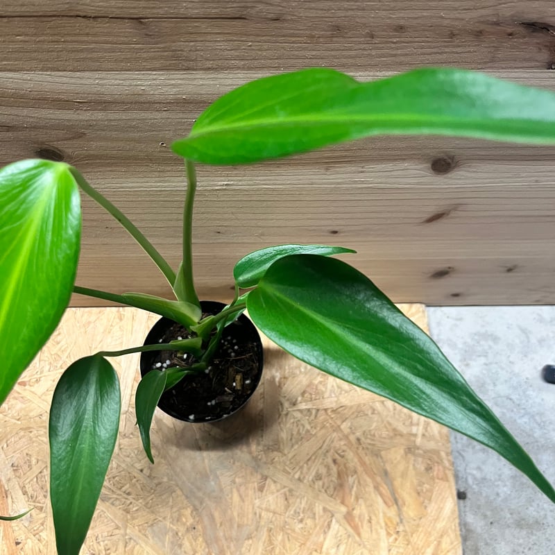 モンステラ バールマルクスフレーム | GREEN LUCK