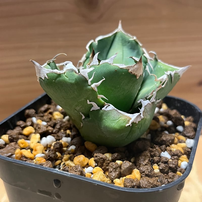 アガベチタノタ　COK c.g01 アガベ チタノタ COK aka CG01 | GREEN LUCK