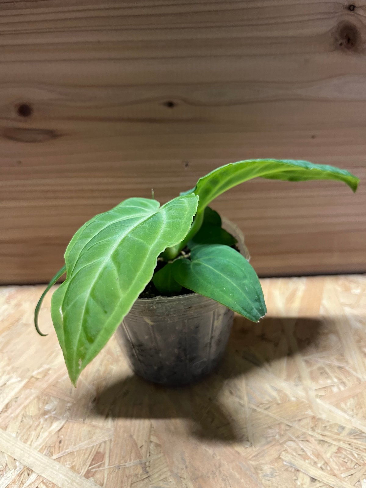 アンスリウム ヴィレオナルム | GREEN LUCK