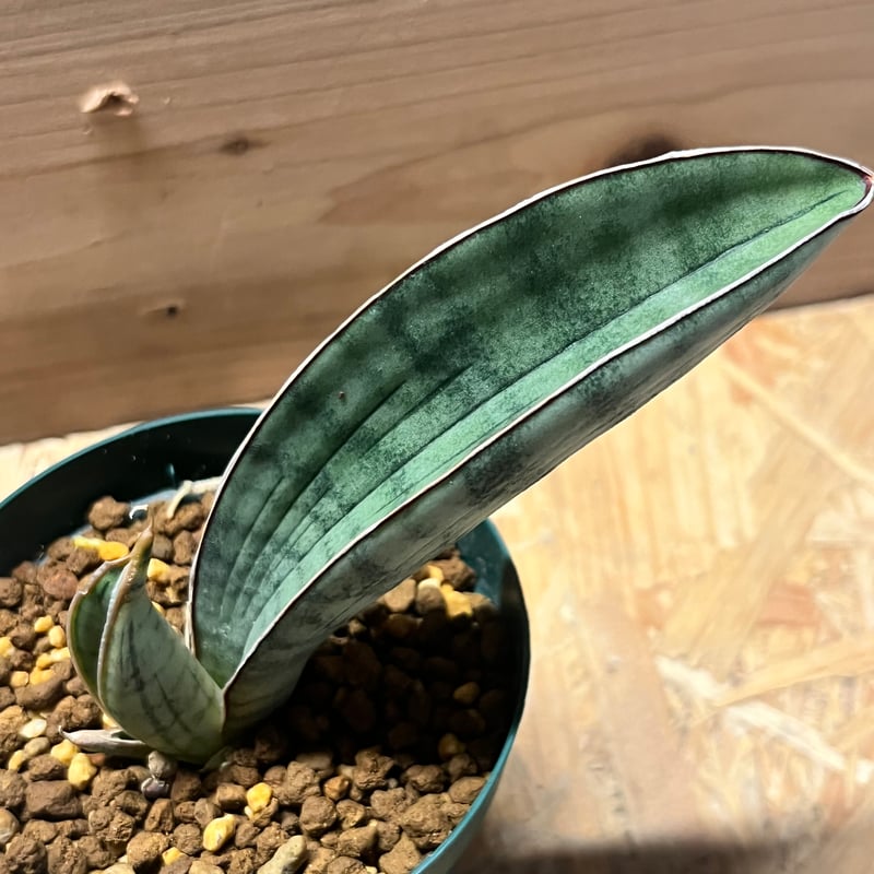 サンスベリア ハリー 'シルバーバット' | GREEN LUCK