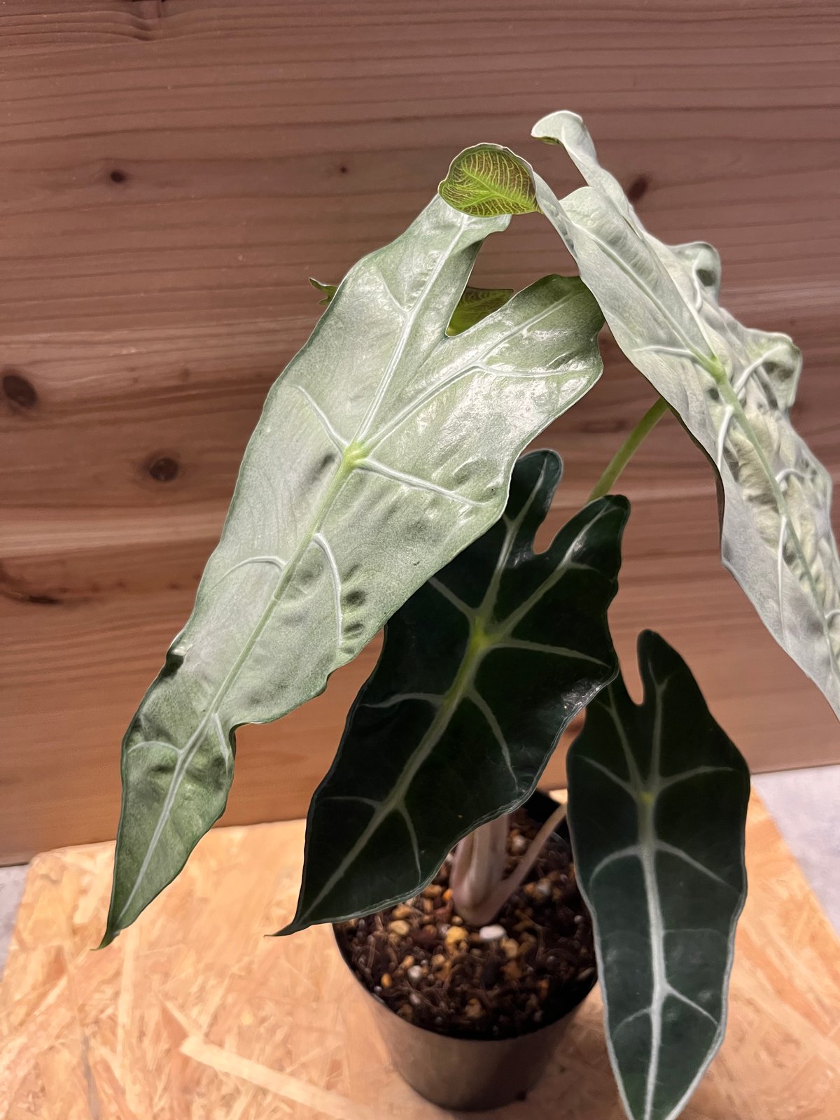 アロカシア アマゾニカ ポリー ミントバリエガータ | GREEN LUCK