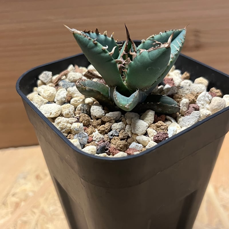 大きいアガベ 植物 黒鉢 アガベ・コーデックス・その他多肉植物におすすめの黒プラ鉢4選