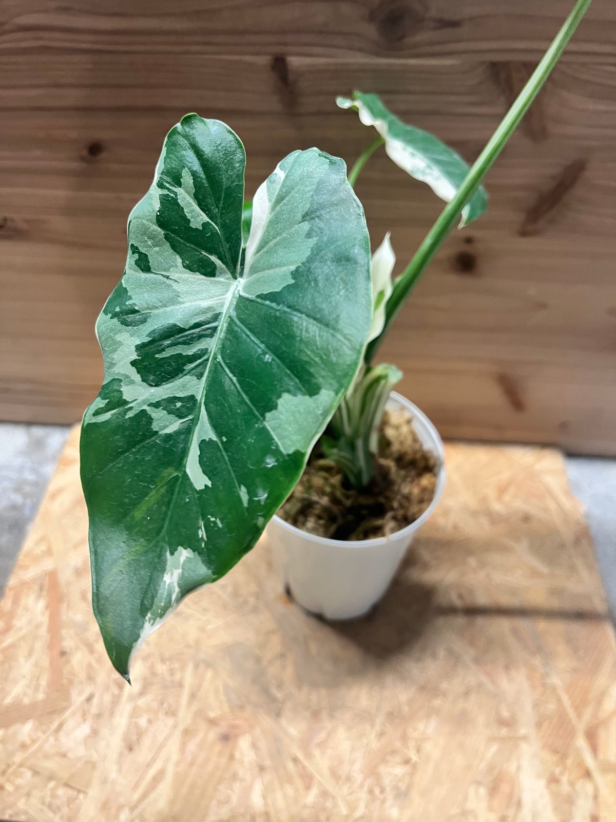 斑入りクワズイモ アロカシア オドラ | GREEN LUCK