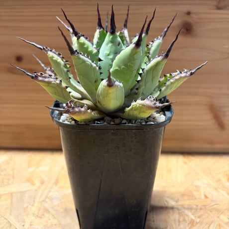 八荒雷神 | STORES