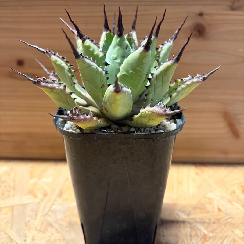 アガベ 八荒雷神 陽炎タイプ | GREEN LUCK