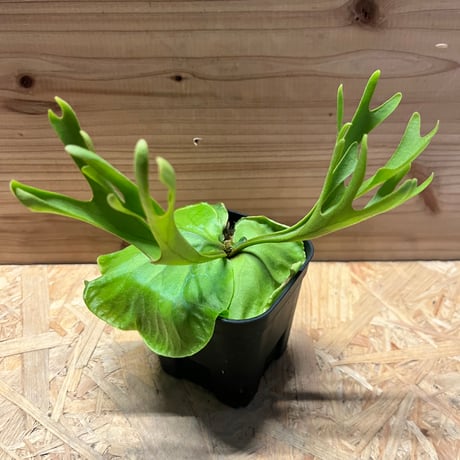 ビカクシダリドレイ | STORES