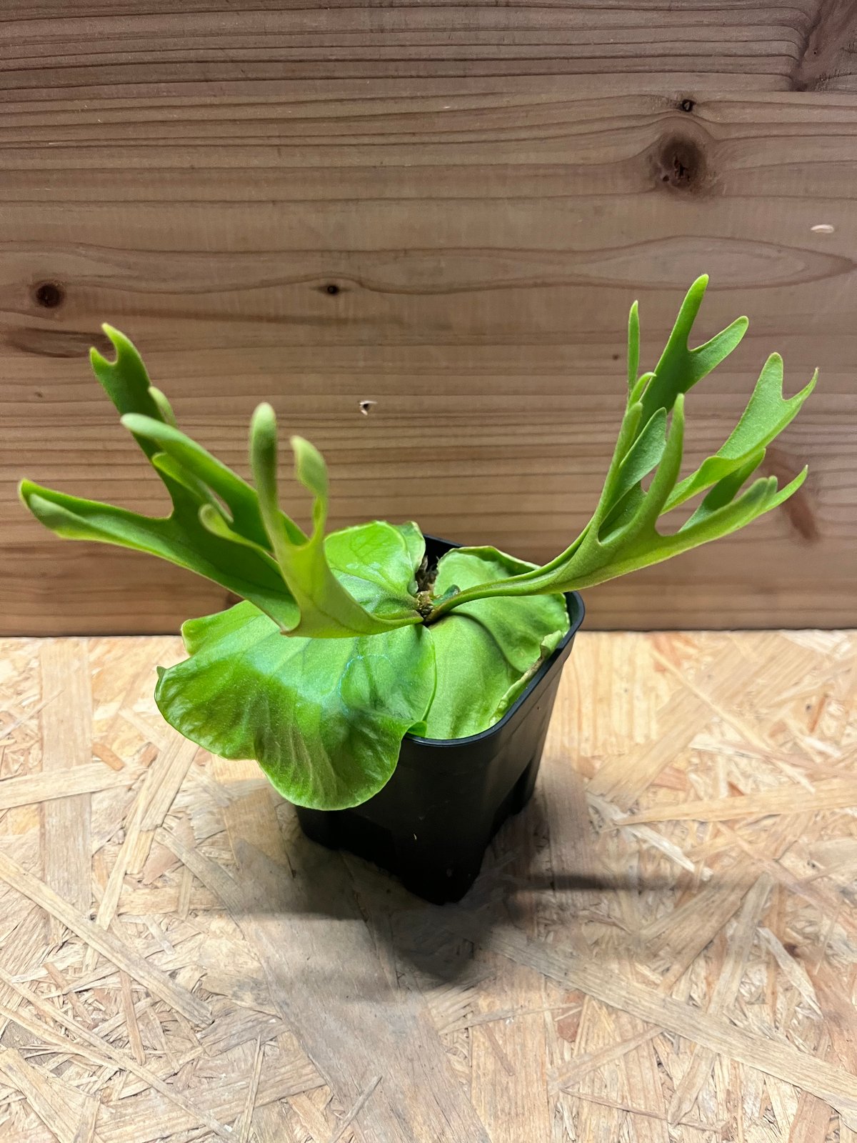 ビカクシダ リドレイ シン | GREEN LUCK