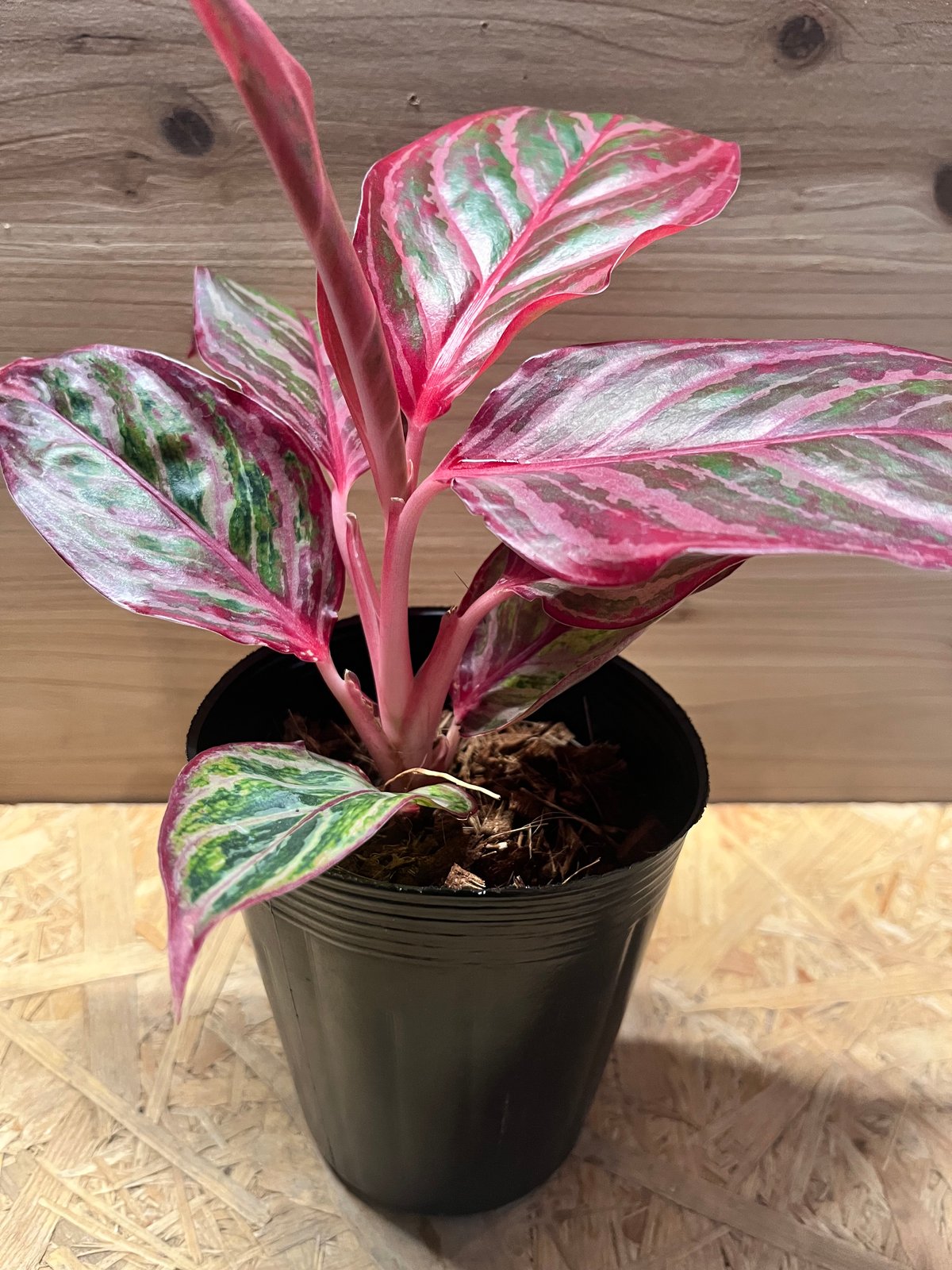 アグラオネマ 'レッドエメラルドドラゴン' | GREEN LUCK