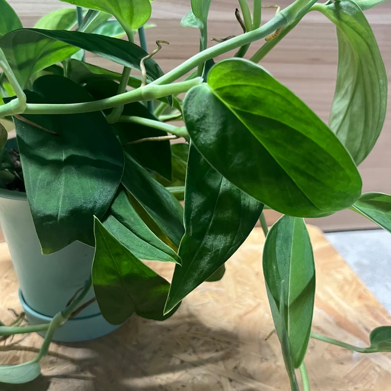 モンステラ 2224 | GREEN LUCK