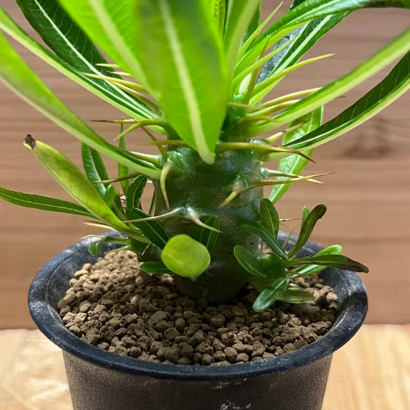 希少 パキポディウム アンボンゲンセ 観葉植物 パキポディウム アンボンゲンセ | GREEN LUCK