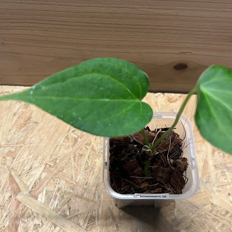 アンスリウム デルタフォース | GREEN LUCK