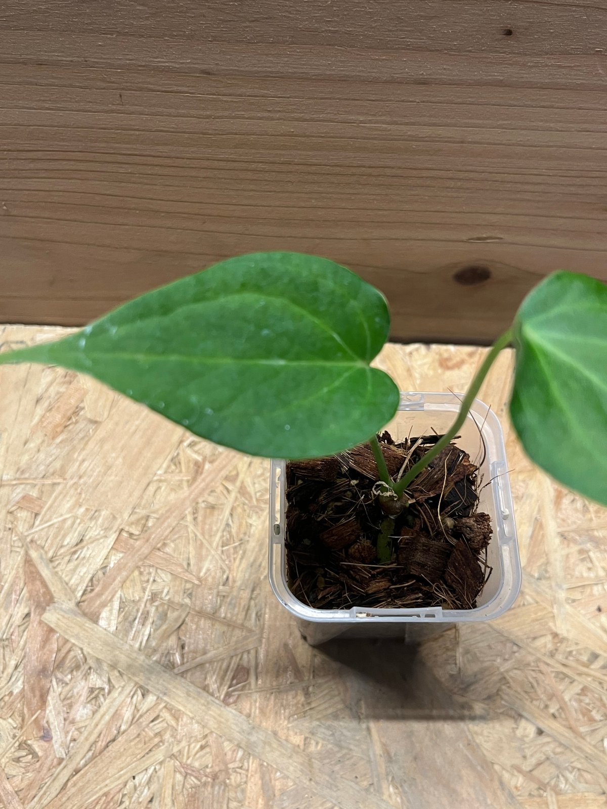 アンスリウム デルタフォース | GREEN LUCK