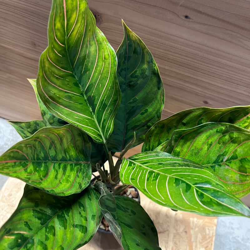 アグラオネマ レッドアーミー | GREEN LUCK