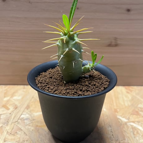 パキポディウムアンボンゲンセ | STORES 