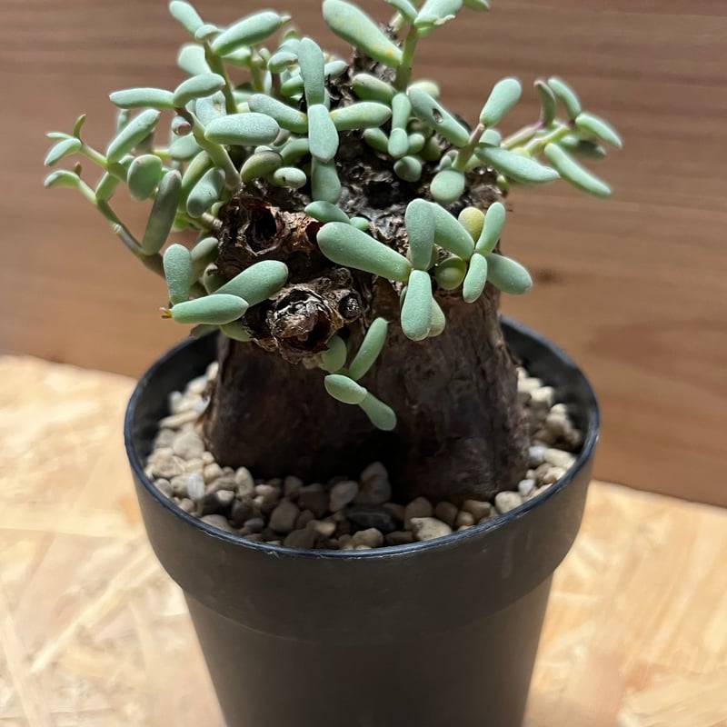 ケラリア ピグマエア | GREEN LUCK