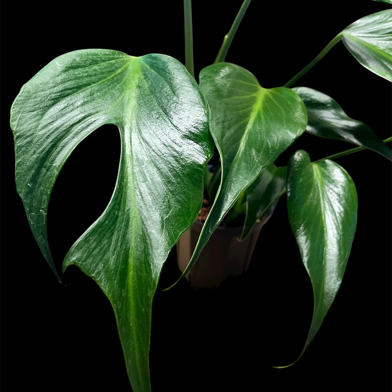 モンステラ　バールマルクスフレーム　カール葉 モンステラ バールマルクスフレーム カール葉 モンステラ