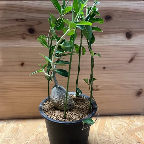 フォッケア | STORES