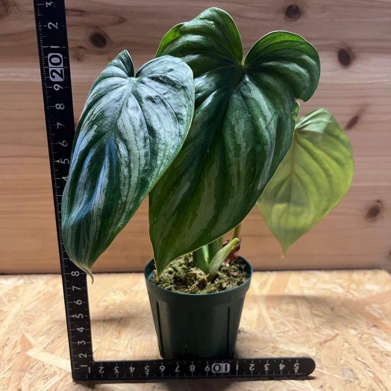 フィロデンドロン プロウマニー ウォーターメロン | GREEN LUCK