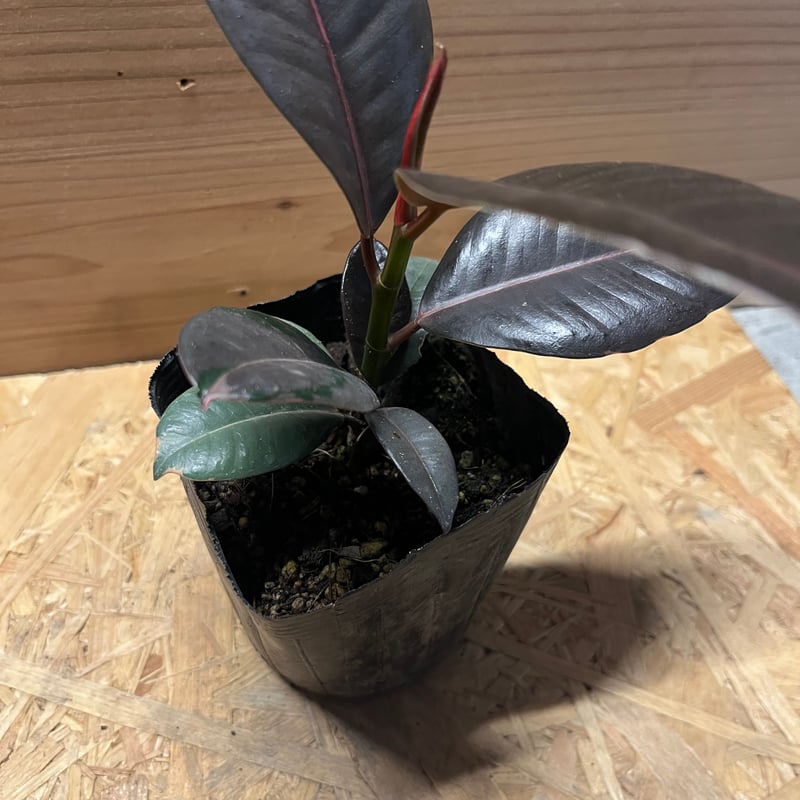 フィカス ブルールビー | GREEN LUCK