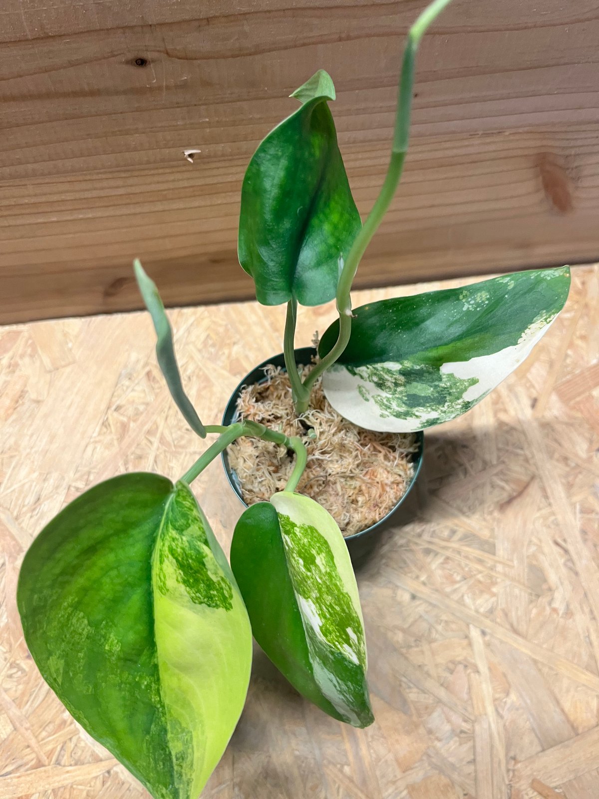 スキンダプサス ジェイドサテン バリエガータ | GREEN LUCK