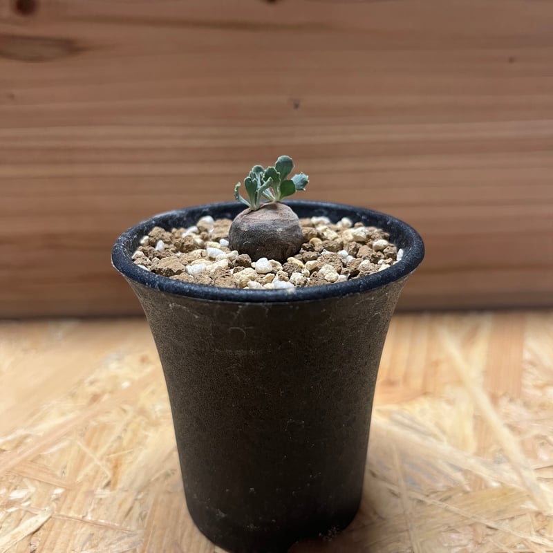 オトンナ カカリオイデス 実生 | GREEN LUCK