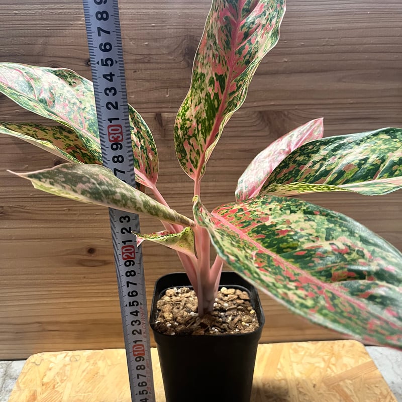 アグラオネマ 20カラット | GREEN LUCK