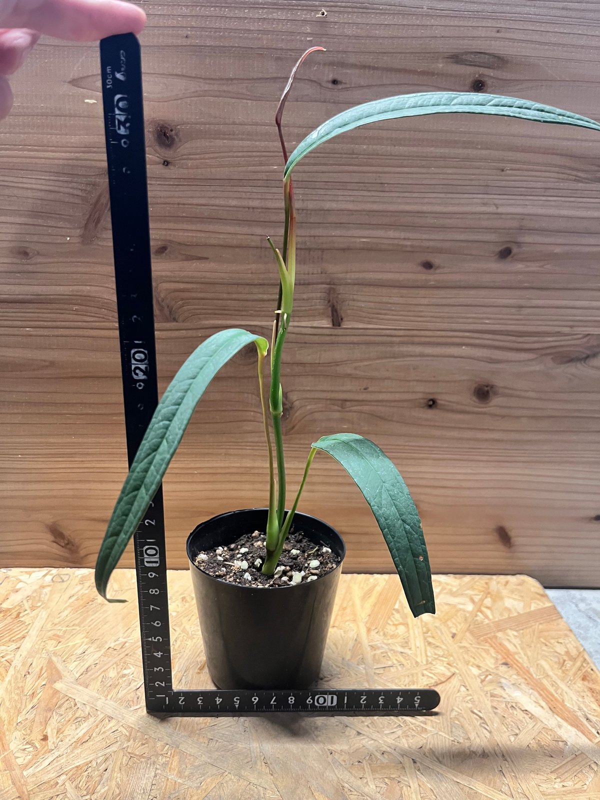 アンスリウム sp.カネロス | GREEN LUCK