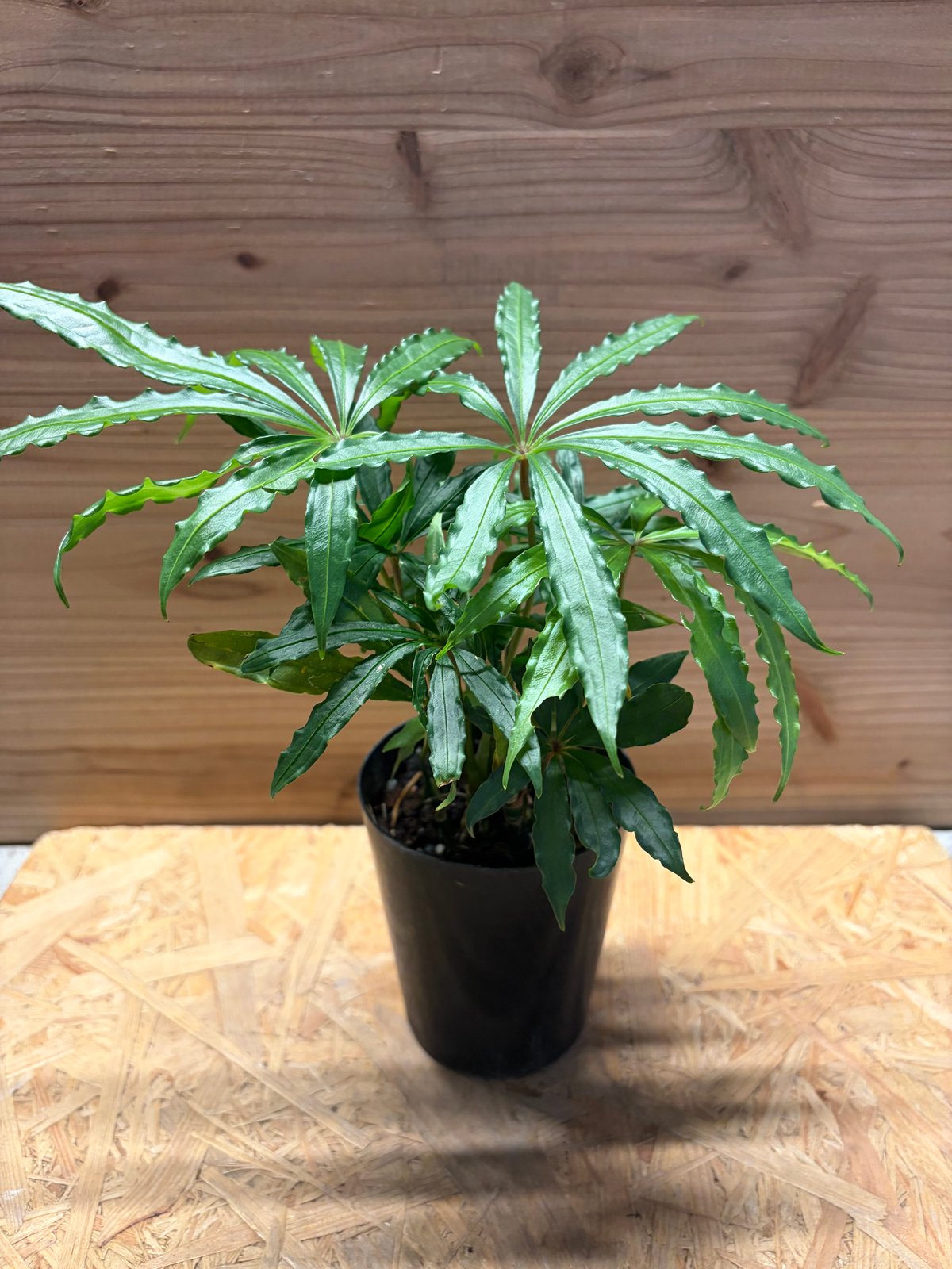 アンスリウム ポリスキスツム | GREEN LUCK