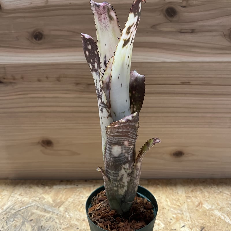 Billbergia 'Vicky Chirnside' ビルベルギア Billbergia 'Vicky Chirnside' ビルベルギア - メルカリ
