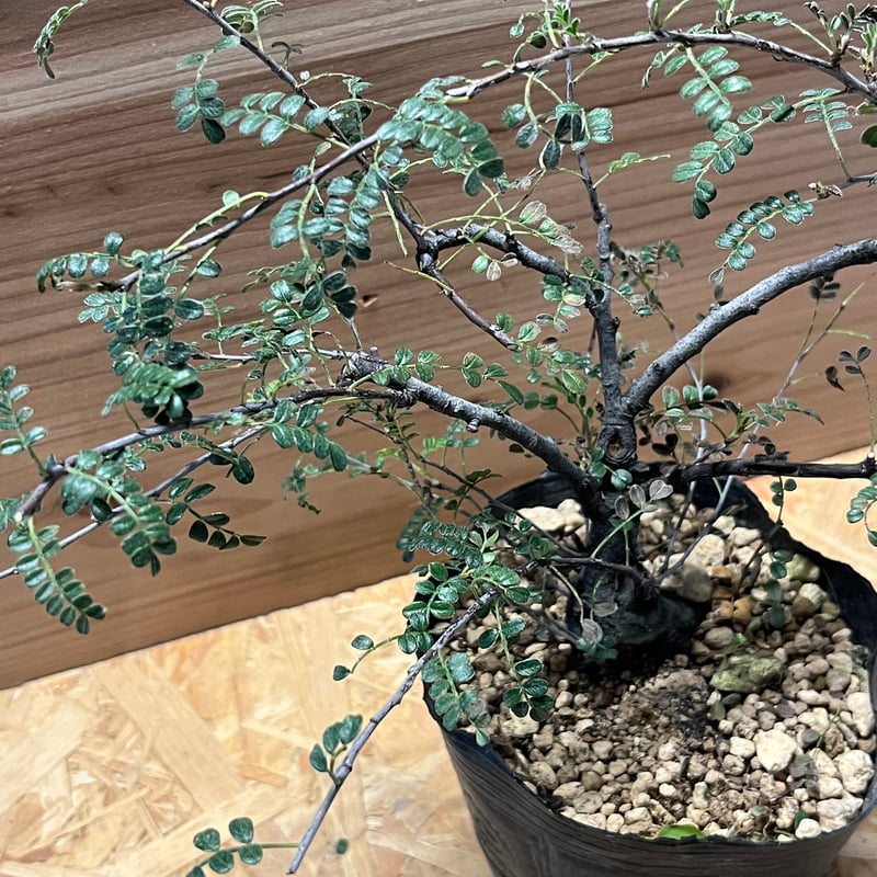 磯山椒 天の梅 | GREEN LUCK