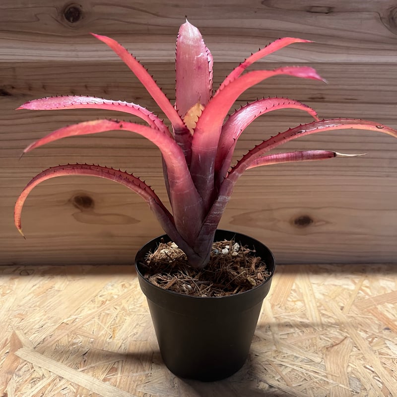 エクメア ヌディカウリス ルブラ？ | GREEN LUCK