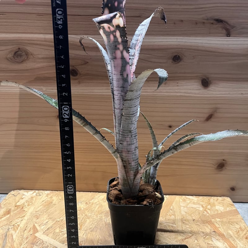 ビルベルギア パイプライン | GREEN LUCK