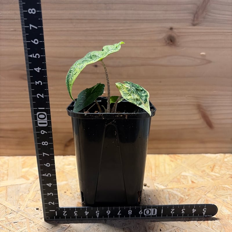 アロカシア・ジャクリン 斑入り Alocasia Jacklyn var. アロカシア ジャクリン 斑入り | GREEN LUCK