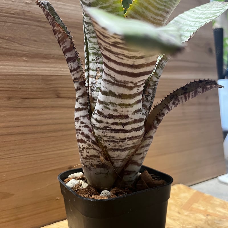 エクメア チャンティニー デレオン | GREEN LUCK