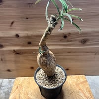 アデニウム　ソマレンセ
