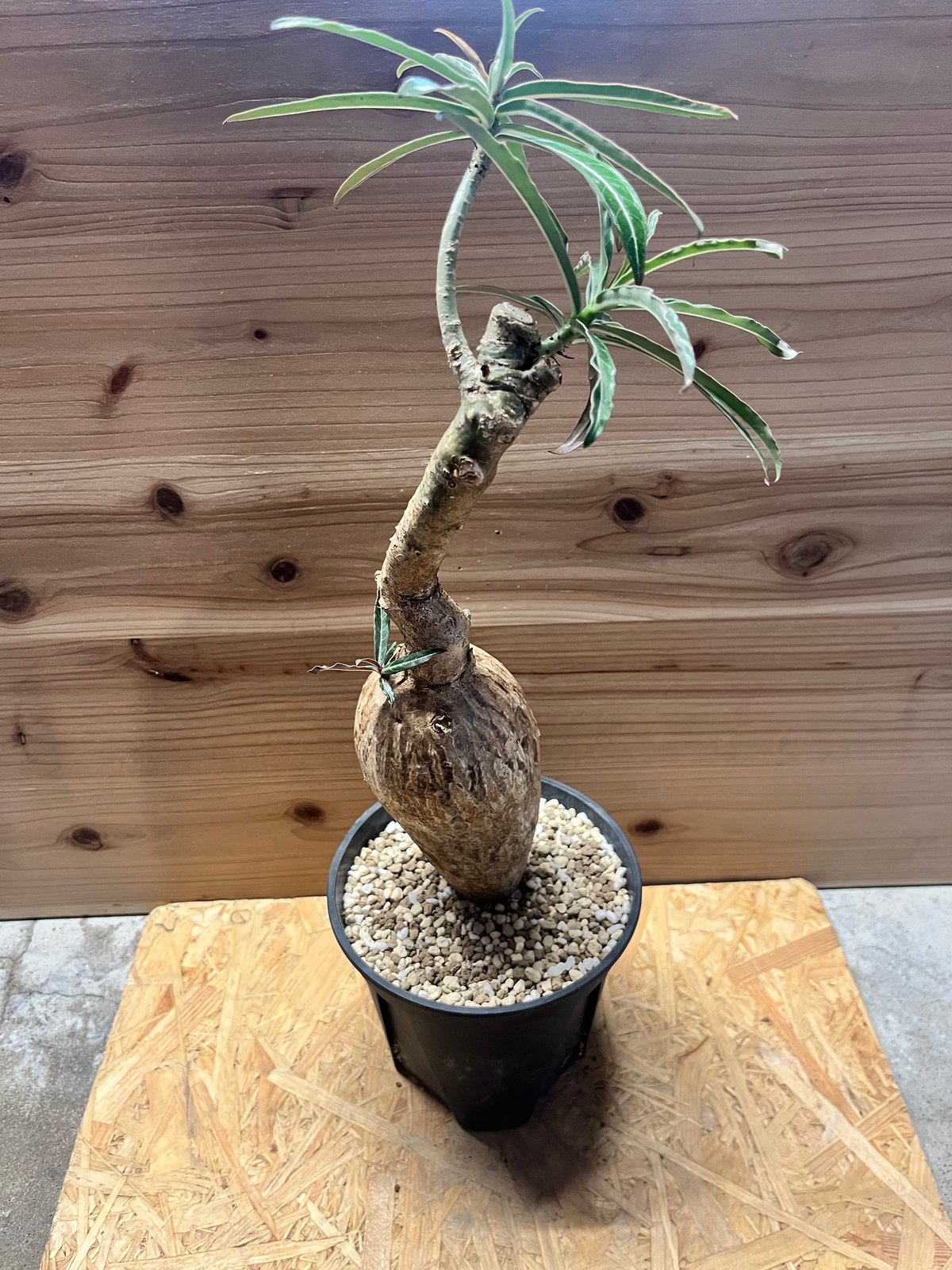 アデニウム ソマレンセ | GREEN LUCK