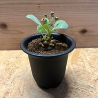 アガベ ユタエンシス エボリスピナ 陽炎 未発根 | GREEN LUCK