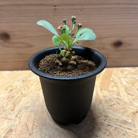 オトンナ・ヘレー 現品限り】オトンナ・ヘレー【E24】 Othonna herrei【植物】塊根