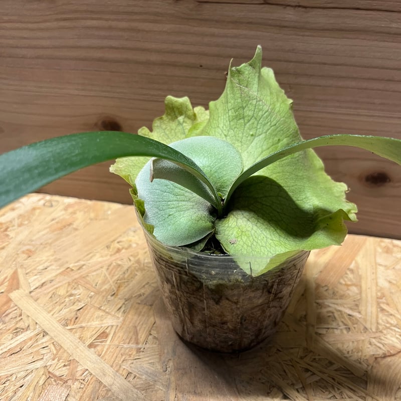 ビカクシダ スノーホワイト | GREEN LUCK